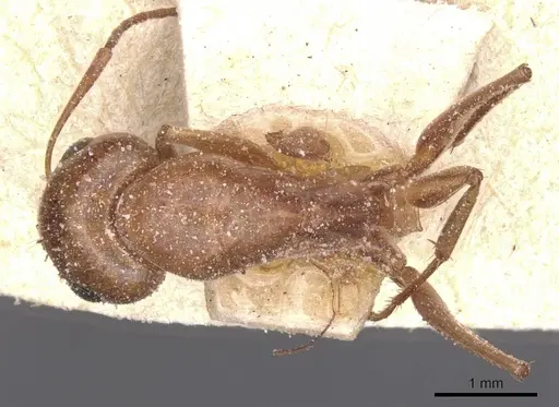 Camponotus planatus specimen CASENT0911904 image casent0911904_1