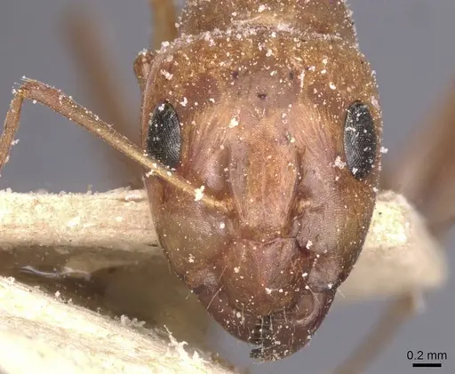 Camponotus planatus specimen CASENT0911904 image casent0911904_2
