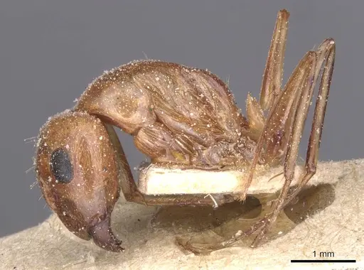 Camponotus planatus specimen CASENT0911904 image casent0911904_3