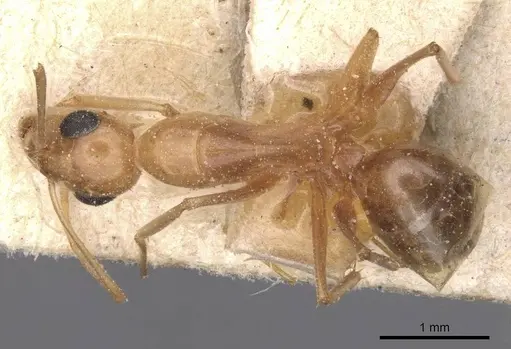 Camponotus planatus specimen CASENT0911905 image casent0911905_1