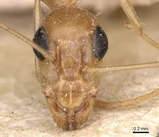Camponotus planatus specimen CASENT0911905 image casent0911905_2