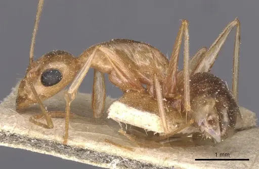 Camponotus planatus specimen CASENT0911905 image casent0911905_3