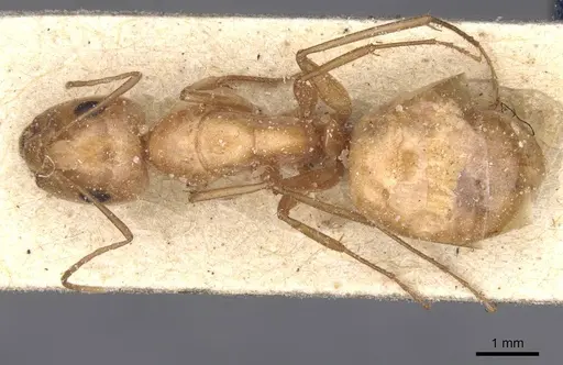 Camponotus planatus specimen CASENT0911908 image casent0911908_1