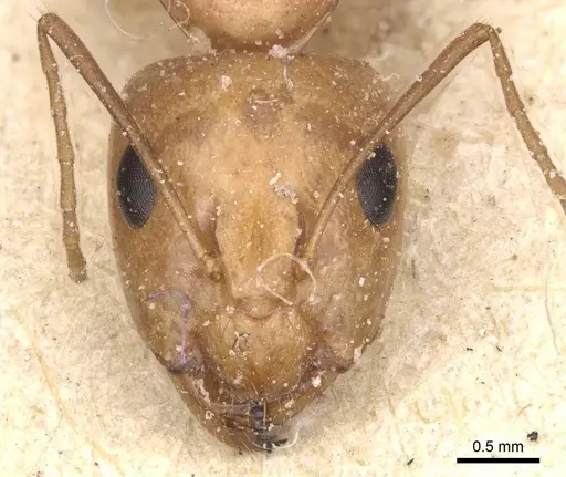 Camponotus planatus specimen CASENT0911908 image casent0911908_2