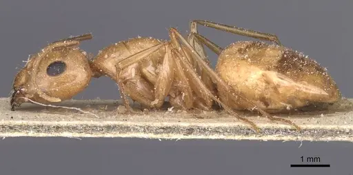 Camponotus planatus specimen CASENT0911908 image casent0911908_3