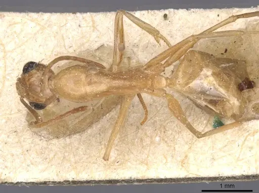 Camponotus planatus specimen CASENT0911909 image casent0911909_1