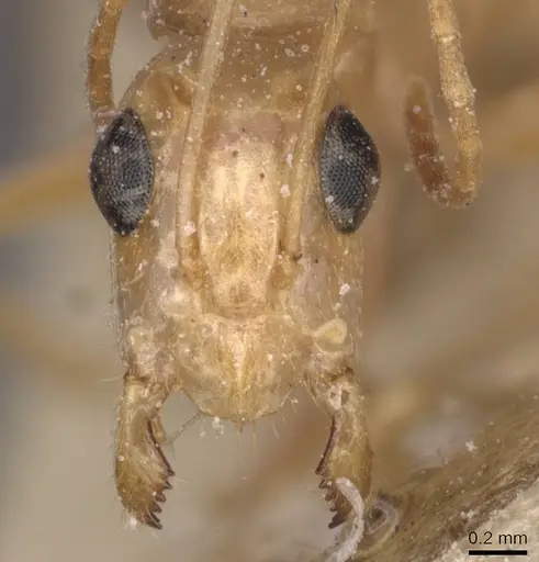 Camponotus planatus specimen CASENT0911909 image casent0911909_2