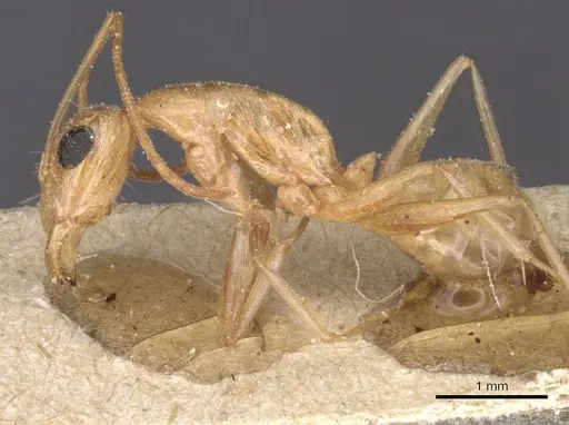 Camponotus planatus specimen CASENT0911909 image casent0911909_3