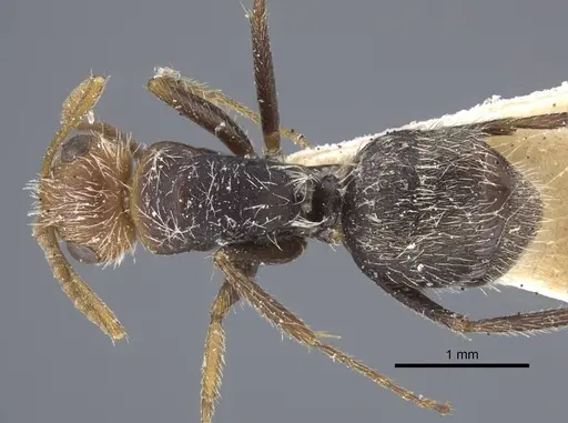 Camponotus planatus specimen CASENT0917172 image casent0917172_1