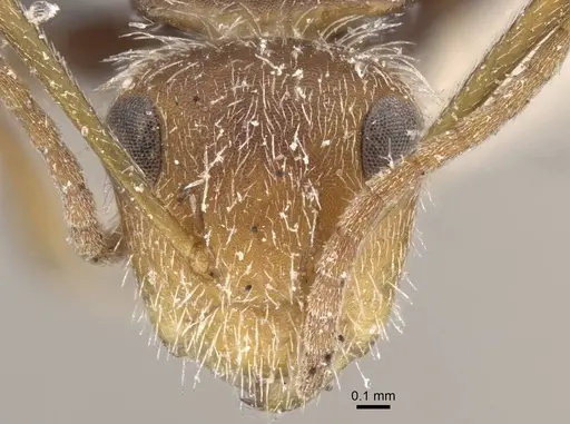 Camponotus planatus specimen CASENT0917172 image casent0917172_2
