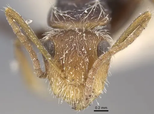 Camponotus planatus specimen CASENT0917172 image casent0917172_3