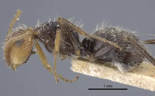 Camponotus planatus specimen CASENT0917172 image casent0917172_4