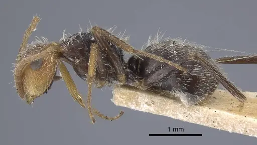Camponotus planatus specimen CASENT0917172 image casent0917172_5