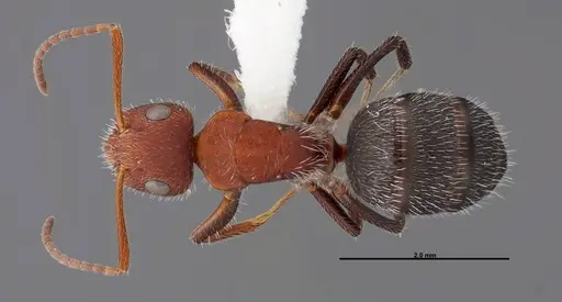 Camponotus planatus specimen FMNHINS0000062858 image fmnhins0000062858_1
