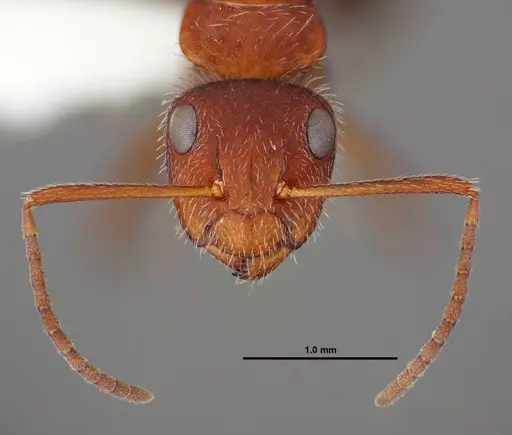 Camponotus planatus specimen FMNHINS0000062858 image fmnhins0000062858_2