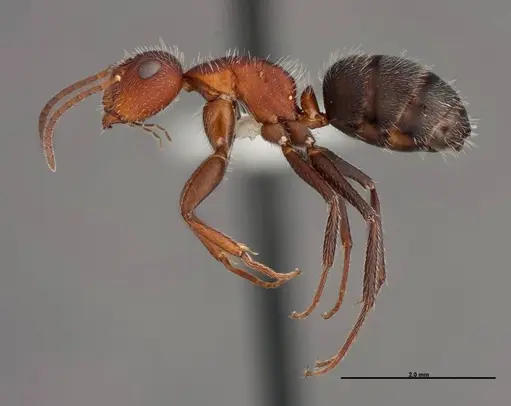 Camponotus planatus specimen FMNHINS0000062858 image fmnhins0000062858_3