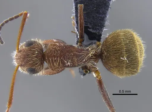 Camponotus planatus specimen IAVH-E-234749 image iavh-e-234749_1