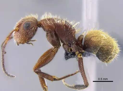 Camponotus planatus specimen IAVH-E-234749 image iavh-e-234749_3