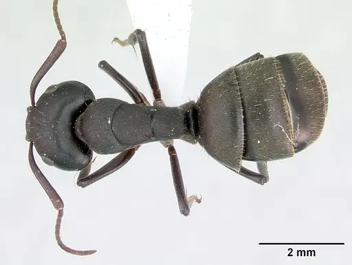 Camponotus planus specimen CASENT0173218 image casent0173218_1