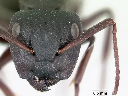 Camponotus planus specimen CASENT0173218 image casent0173218_2