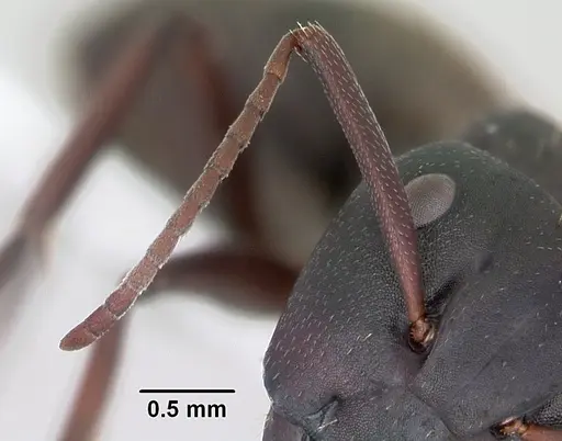 Camponotus planus specimen CASENT0173218 image casent0173218_3