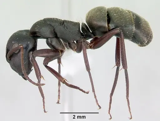 Camponotus planus specimen CASENT0173218 image casent0173218_4