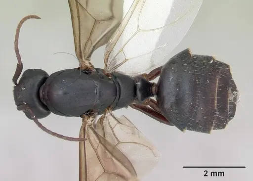Camponotus planus specimen CASENT0173219 image casent0173219_1