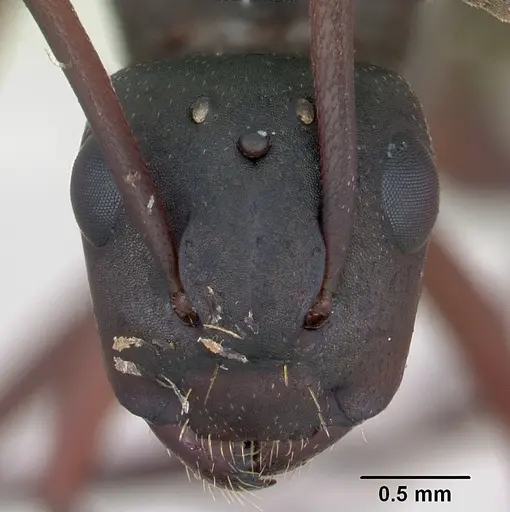 Camponotus planus specimen CASENT0173219 image casent0173219_2