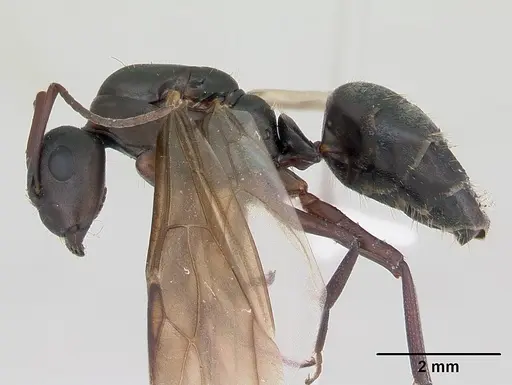 Camponotus planus specimen CASENT0173219 image casent0173219_3