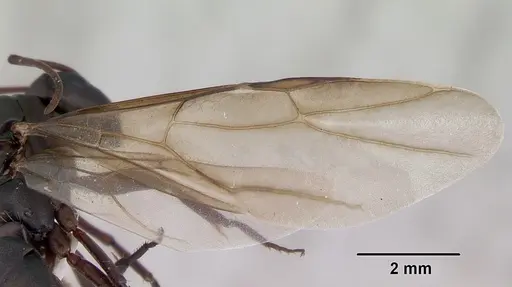 Camponotus planus specimen CASENT0173219 image casent0173219_4