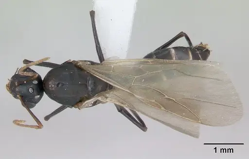 Camponotus planus specimen CASENT0173220 image casent0173220_1