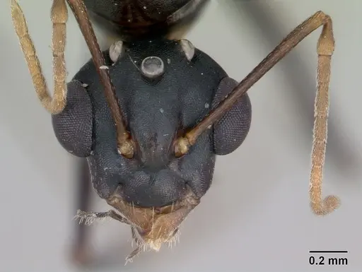 Camponotus planus specimen CASENT0173220 image casent0173220_2