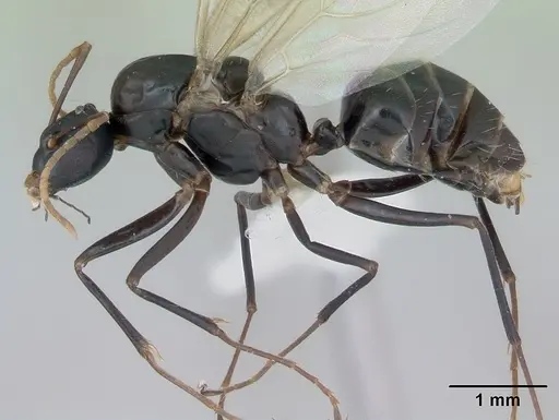 Camponotus planus specimen CASENT0173220 image casent0173220_3