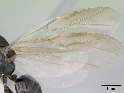 Camponotus planus specimen CASENT0173220 image casent0173220_4