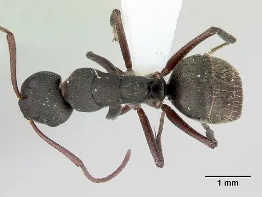 Camponotus planus specimen CASENT0173221 image casent0173221_1