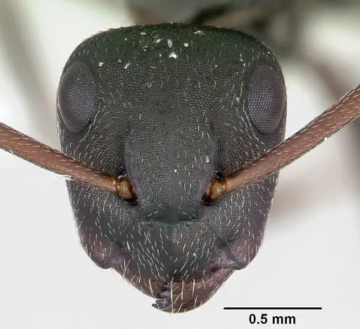Camponotus planus specimen CASENT0173221 image casent0173221_2