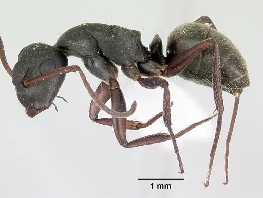 Camponotus planus specimen CASENT0173221 image casent0173221_3