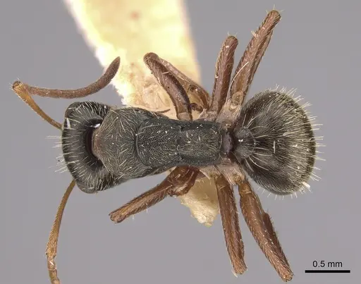 Camponotus planus specimen CASENT0217685 image casent0217685_1
