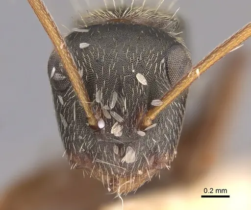 Camponotus planus specimen CASENT0217685 image casent0217685_2