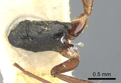 Camponotus planus specimen CASENT0903646 image casent0903646_1