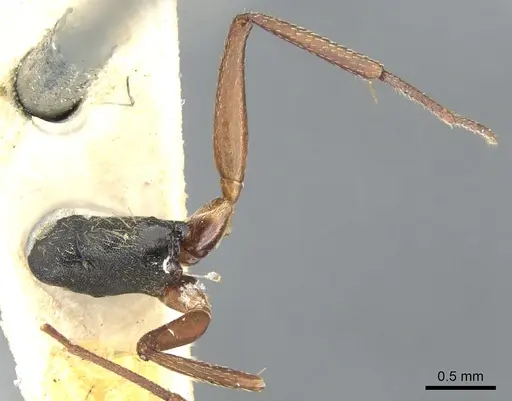 Camponotus planus specimen CASENT0903646 image casent0903646_2