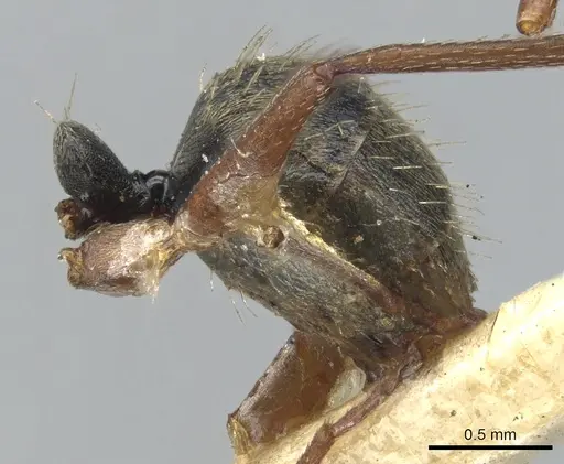 Camponotus planus specimen CASENT0903646 image casent0903646_3