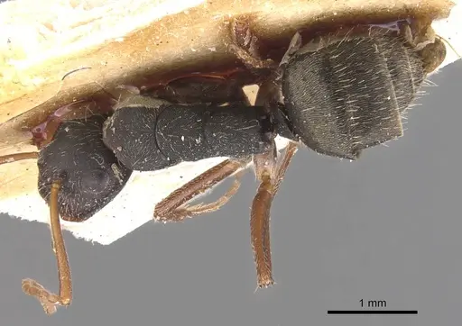 Camponotus planus specimen CASENT0905531 image casent0905531_1