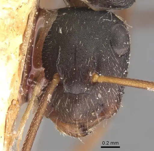 Camponotus planus specimen CASENT0905531 image casent0905531_2