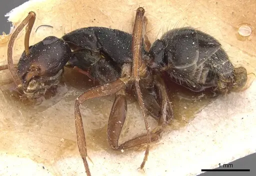 Camponotus planus specimen CASENT0905531 image casent0905531_3