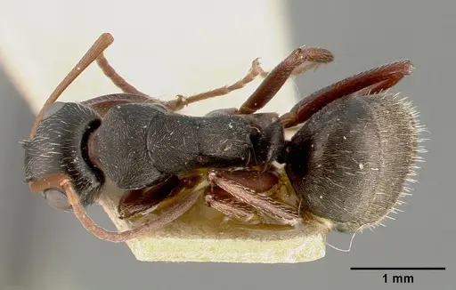 Camponotus planus specimen CASTYPE00455-01 image castype00455-01_1