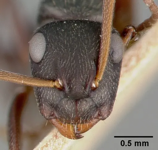 Camponotus planus specimen CASTYPE00455-01 image castype00455-01_2