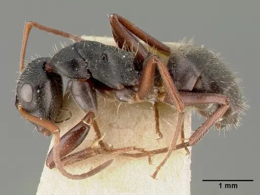 Camponotus planus specimen CASTYPE00455-01 image castype00455-01_3