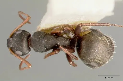 Camponotus planus specimen CASTYPE00455-02 image castype00455-02_1