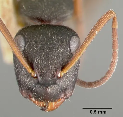 Camponotus planus specimen CASTYPE00455-02 image castype00455-02_2